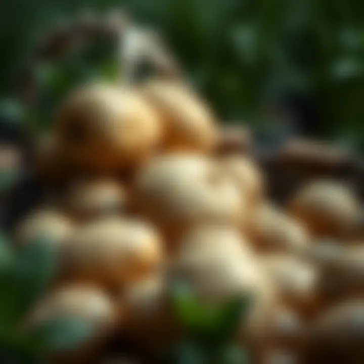 Magnificent An Exploration of Fastest Growing Potatoes: A Comprehensive Guide