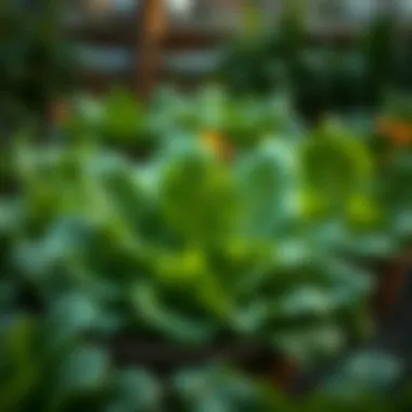 Magnificent Optimal Spinach Varieties for Your Garden Magnificent Optimal Spinach Varieties for Your Garden