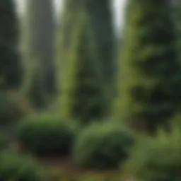 A lush garden featuring various fast growing fir trees