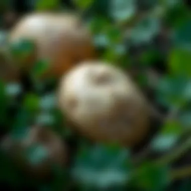 An Exploration of Fastest Growing Potatoes: A Comprehensive Guide Summary