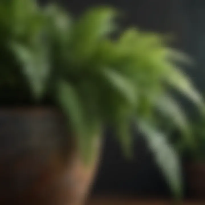 Close-up of a lush fern and a decorative pot, emphasizing the unique leaf patterns and colors.