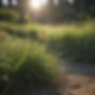 California Landscape with Thriving Grass