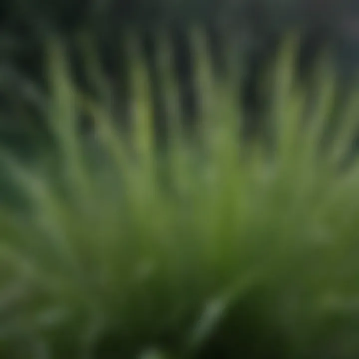 A detailed close-up of citronella grass with dewdrops, illustrating its key role in repelling insects.