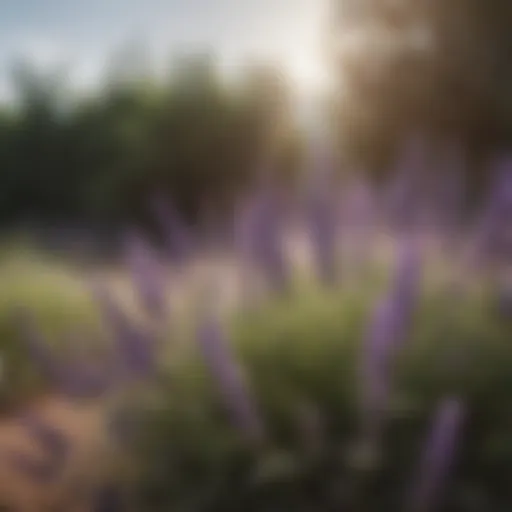 A vibrant lavender plant in full bloom, showcasing its mosquito-repelling properties.