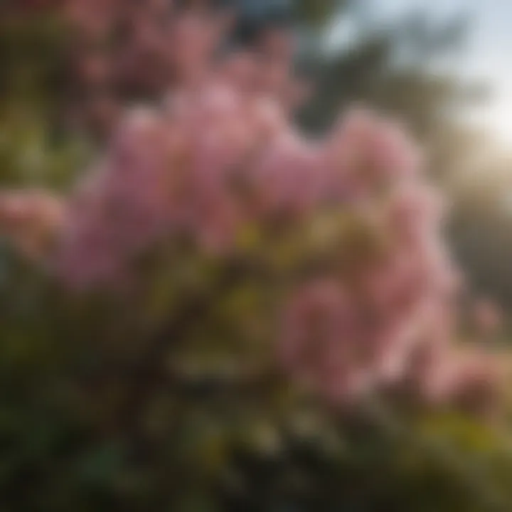 Close-up of blossoms on a sun-loving shrub