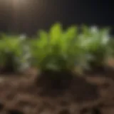 Healthy plant in nutrient-rich soil