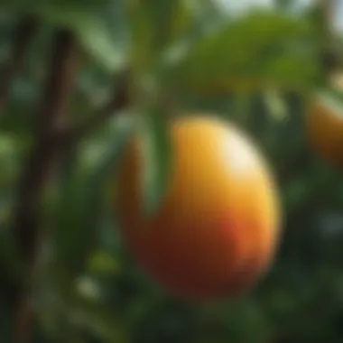 Juicy Mango Fruit on the Branch Close-up of mango fruit on a tree branch
