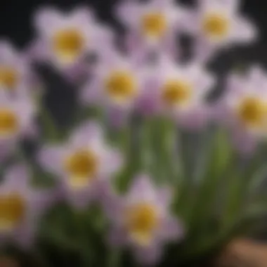 Close-up of unique early summer bulb flowers showcasing their intricate details