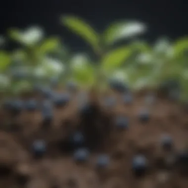 Close-up of blueberry roots in nutrient-rich soil