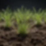 Lush grass seedlings emerging from soil