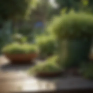 Different types of fertilizers displayed on a garden table