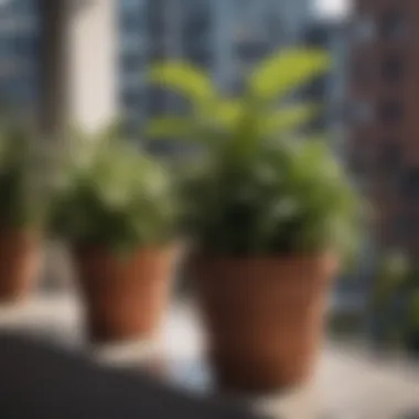 Close-up of a well-arranged potted plant arrangement on a balcony