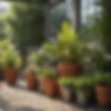 Vibrant display of diverse potted plants in a sunlit garden