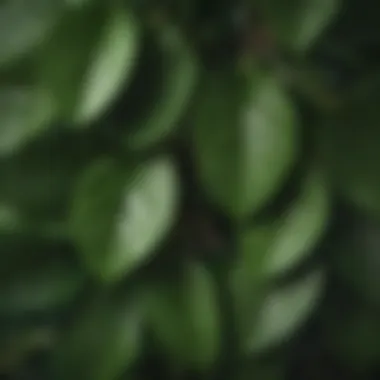 Close-up of avocado tree leaves showcasing vibrant green hues