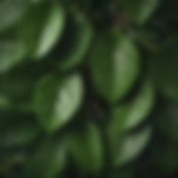 Close-up of avocado tree leaves showcasing vibrant green hues