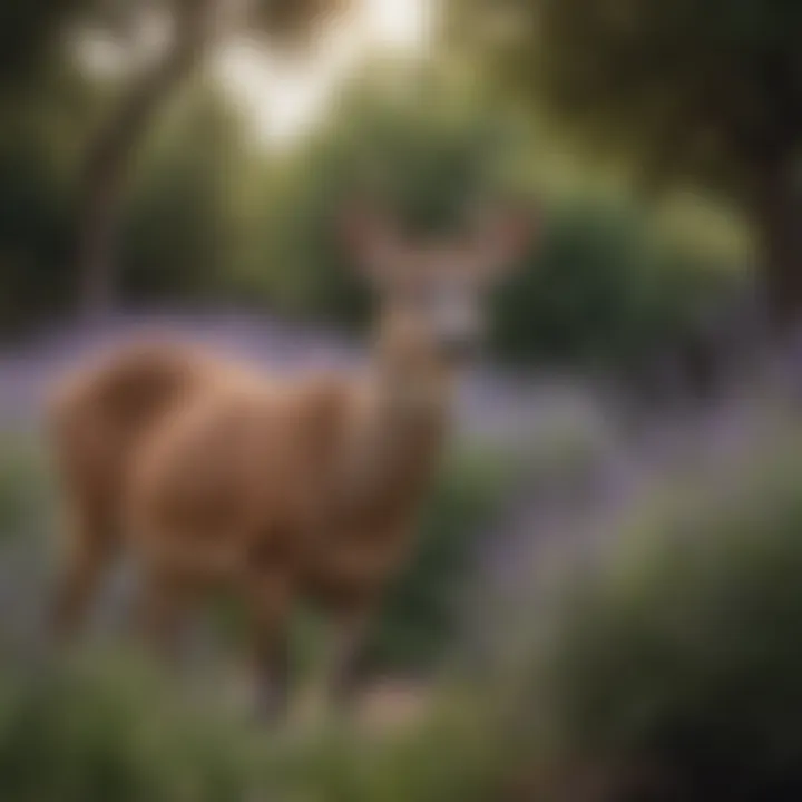 Deer curiously inspecting a lavender bush in a serene garden