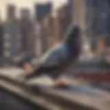 Pigeons perched on a city rooftop