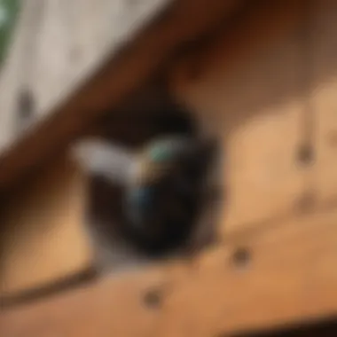 Wooden structure with carpenter bee holes