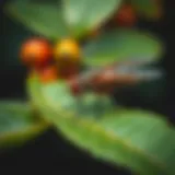 Effective Strategies for Addressing Fruit Fly Infestation Introduction
