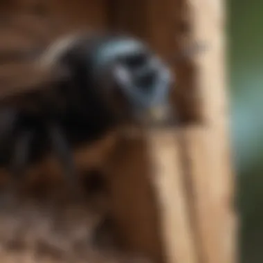 Close-up of carpenter bee nesting habits