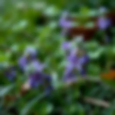 Effective Strategies for Eradicating Creeping Charlie in Your Lawn Summary Effective Strategies for Eradicating Creeping Charlie in Your Lawn Summary