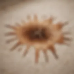 A close-up view of a coffee stain on a beautiful rug