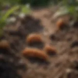 Close-up of grubs in soil