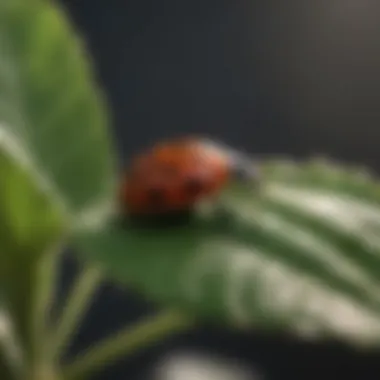 Natural predator ladybug on houseplant leaf