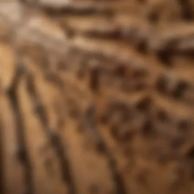 Close-up of termite damage on wooden structure