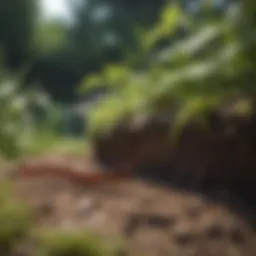 Close-up of centipede in a garden setting