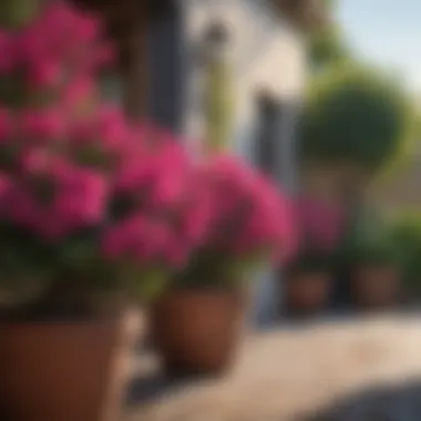 Vibrant Bougainvillea Blooms in Potted Garden