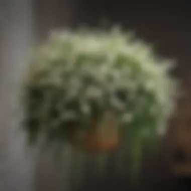Cascading Beauty Elegant white blooms cascading from a hanging basket