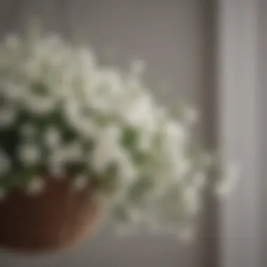 Close-up of delicate white flowers in a hanging basket