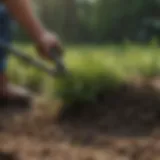 Crabgrass roots being removed from soil