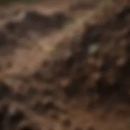 Close-up of acidic soil with moist texture