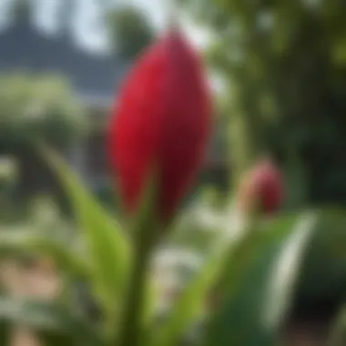 Vibrant Alabama red okra plants thriving in a garden setting