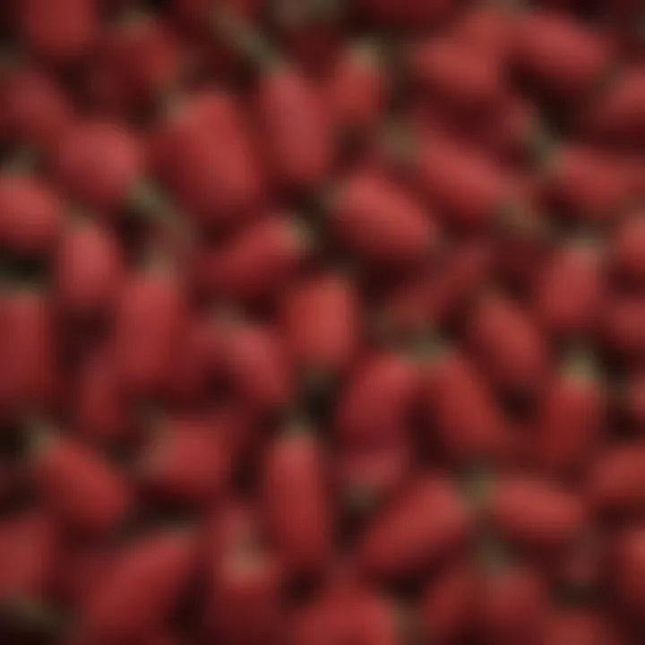 Close-up of Alabama red okra seeds showcasing their unique color and texture