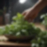 Harvesting Fresh Basil Leaves