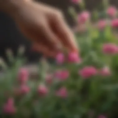 Harvesting Long Stemmed Sweet Pea Pod