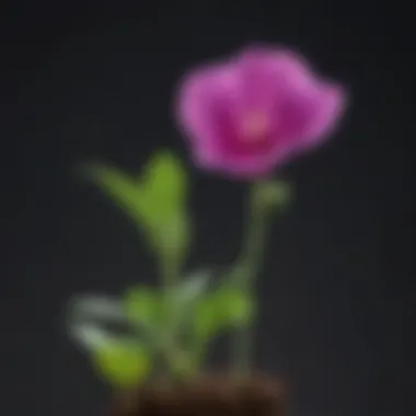 Close-Up of Sweet Pea Seedling