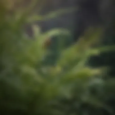 Citronella: Nature's Bug-Repelling Wonder Bright Citronella Plant Leaves