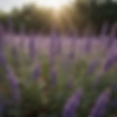 Lavender: Fragrant Shield Against Bees and Wasps Aromatic Lavender Bush