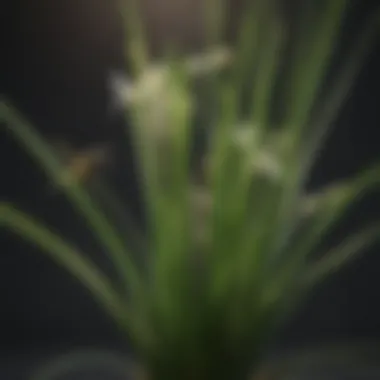 Lemongrass: A Natural Bee and Wasp Repellent Blooming Lemongrass Plant