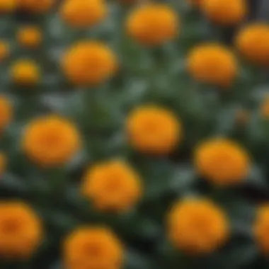 Marigolds: Beautiful yet Effective Repellents Vibrant Marigold Flowers