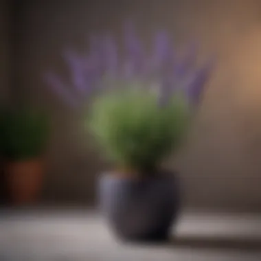 Lavender plant in a modern pot