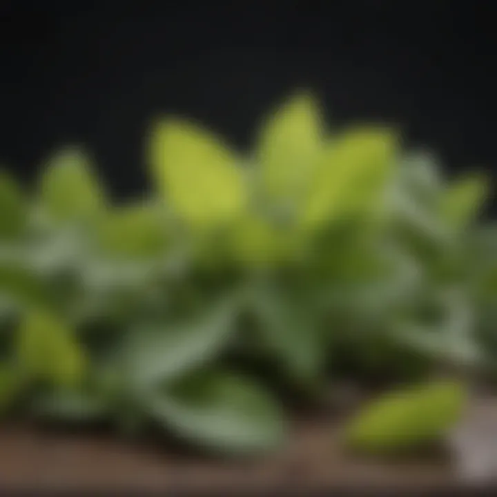 A close-up of fresh lemon balm leaves