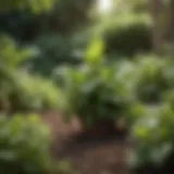 Lemon balm plant thriving in a garden setting