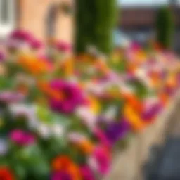 Vibrant flower border edging showcasing a variety of blooms