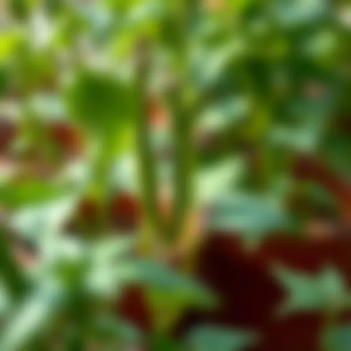 Notable Exploring Green Bean Companion Plants: A Comprehensive Guide