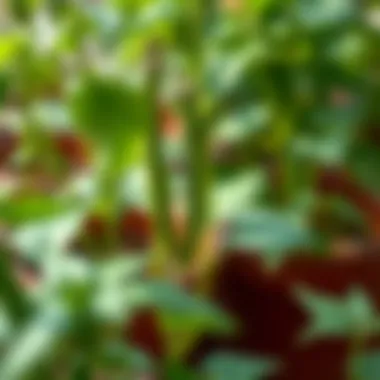Notable Exploring Green Bean Companion Plants: A Comprehensive Guide Notable Exploring Green Bean Companion Plants: A Comprehensive Guide